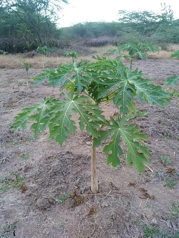 tree image