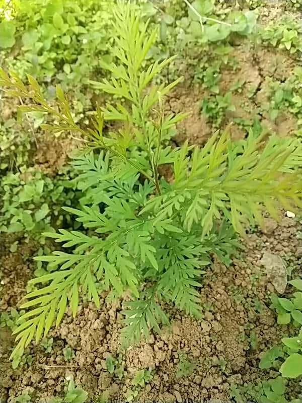 tree image