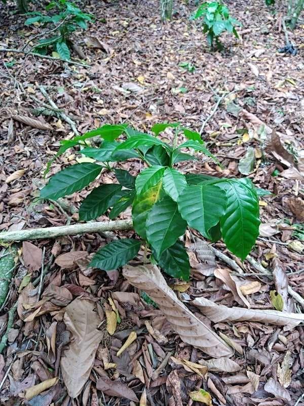tree image