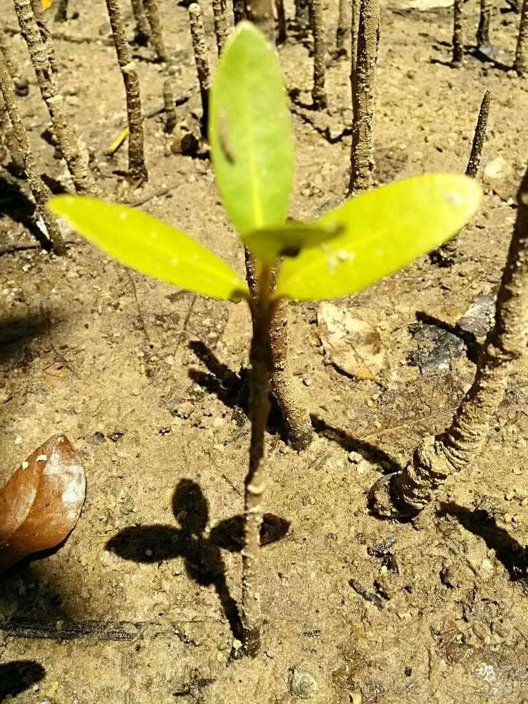 tree image