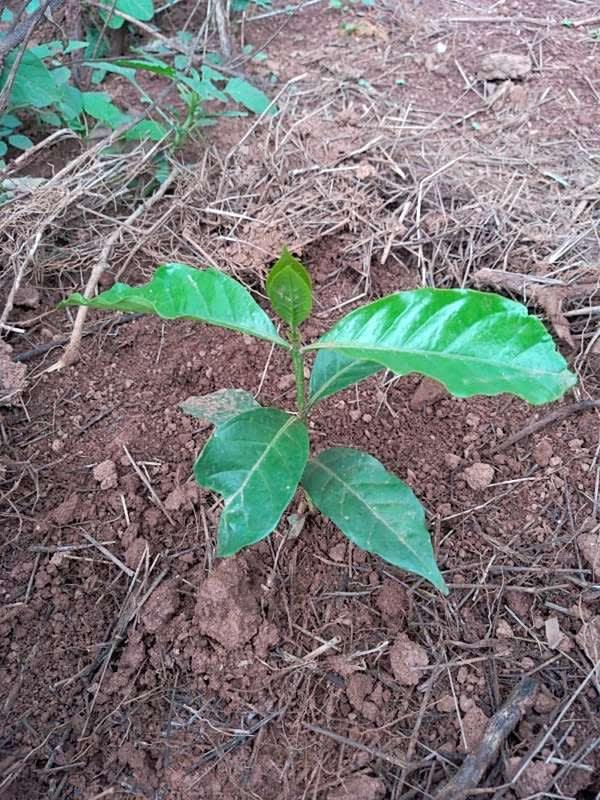 tree image
