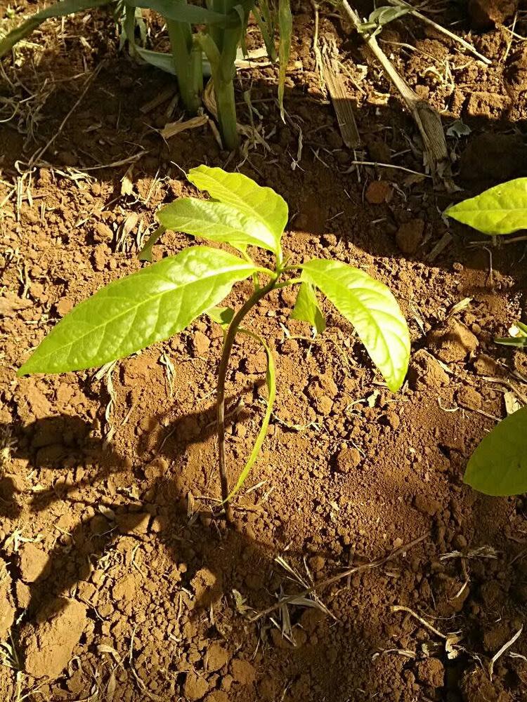 tree image