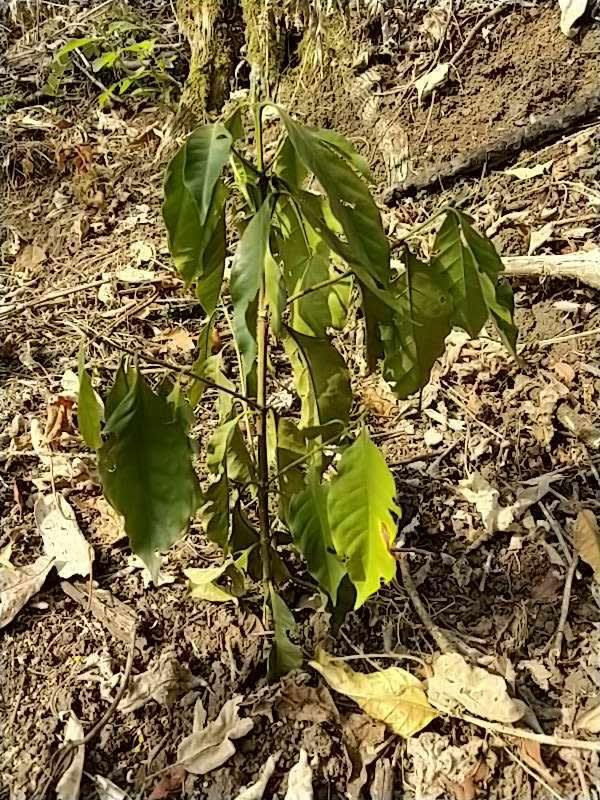 tree image