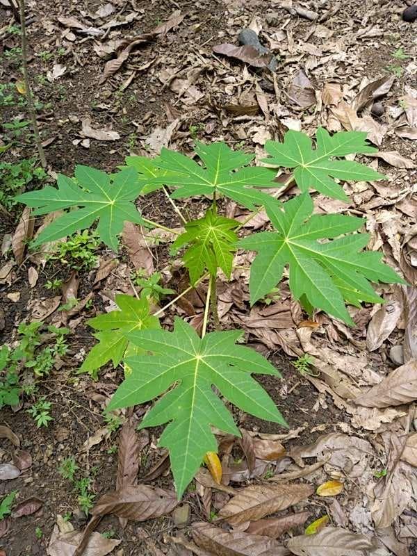 tree image