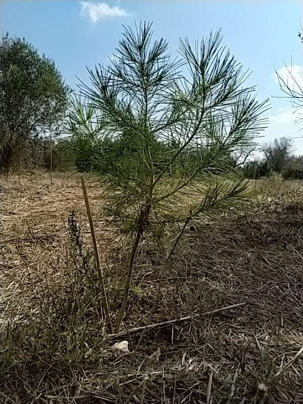 tree image