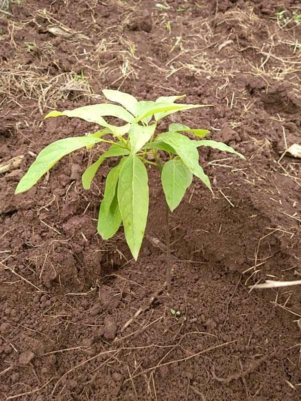 tree image