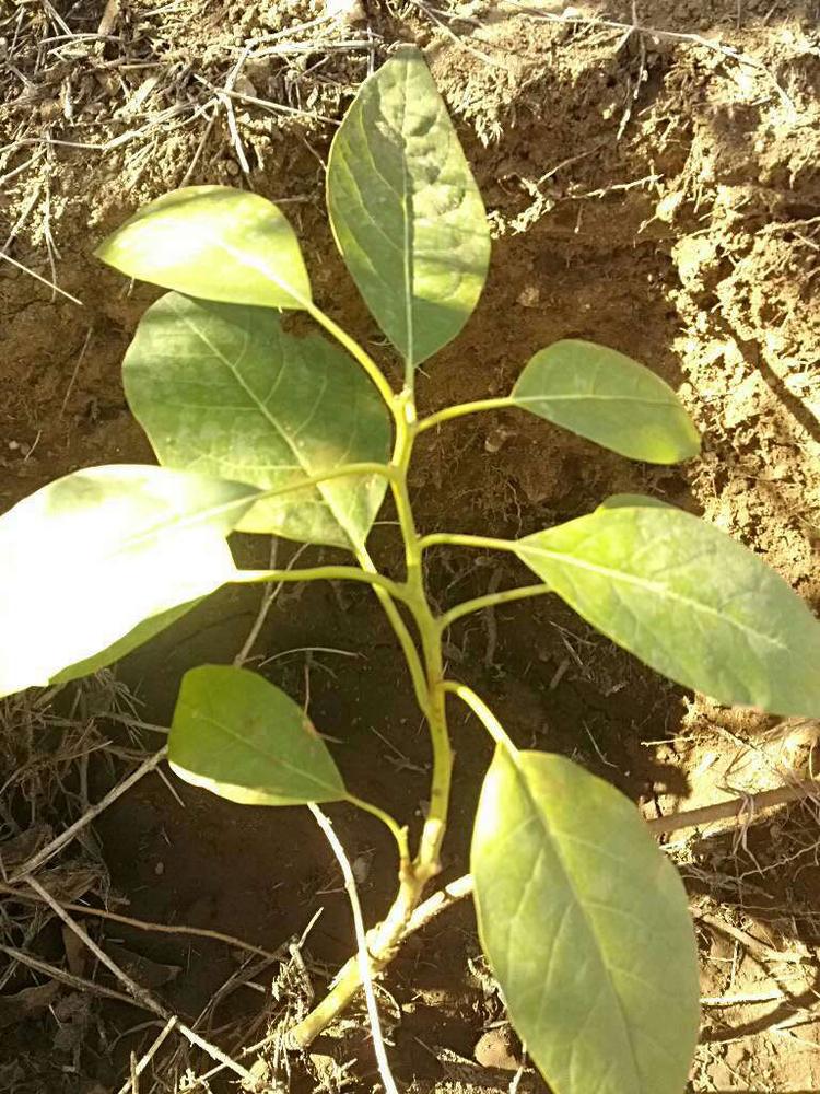 tree image