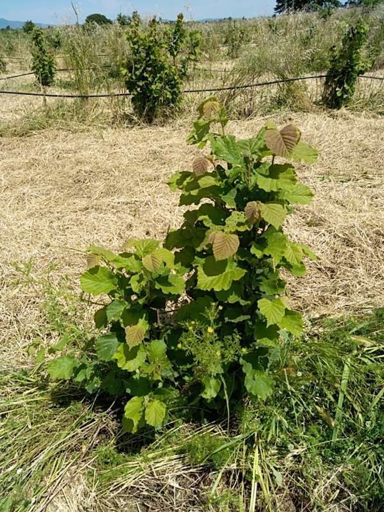 tree image