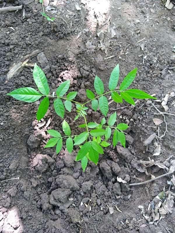 tree image