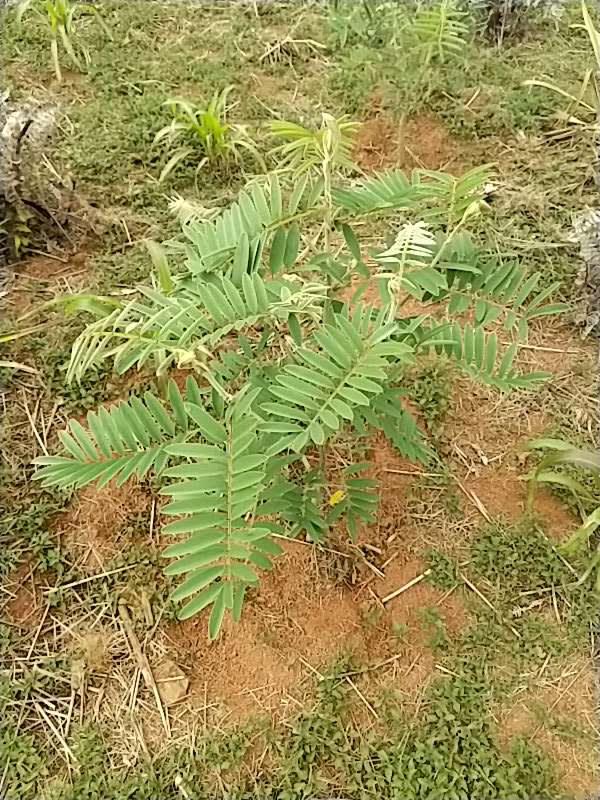 tree image