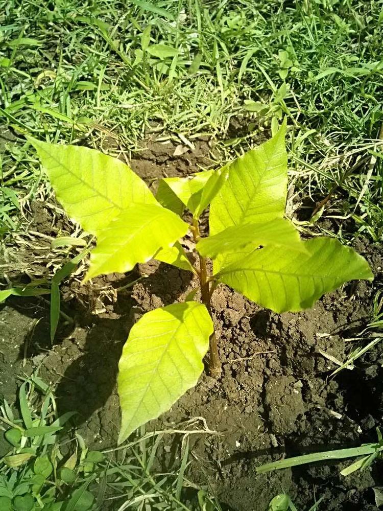 tree image