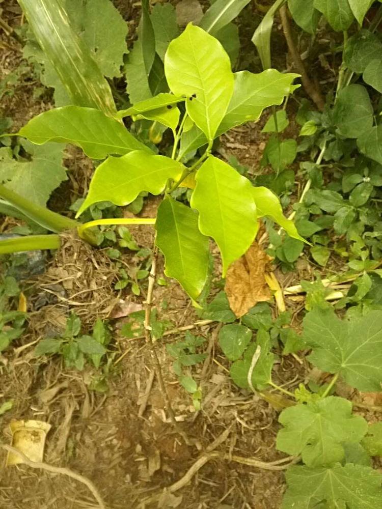 tree image