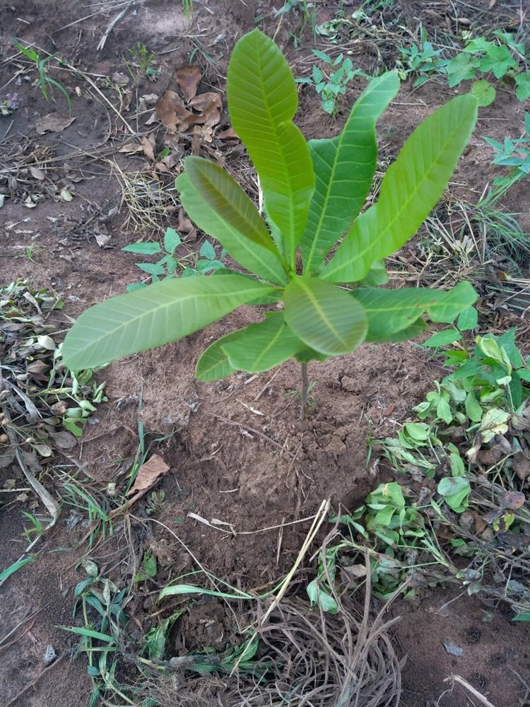 tree image