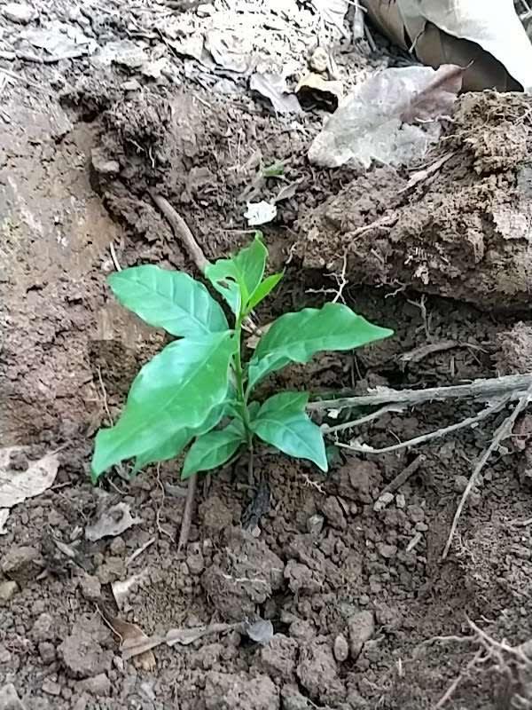 tree image