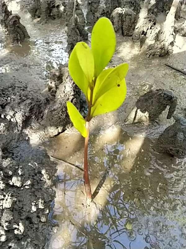 tree image