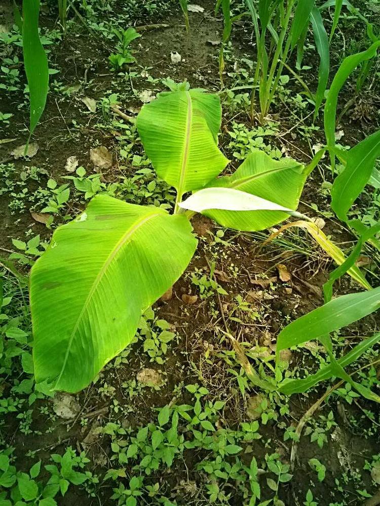 tree image