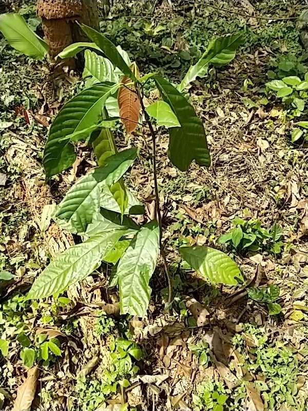 tree image
