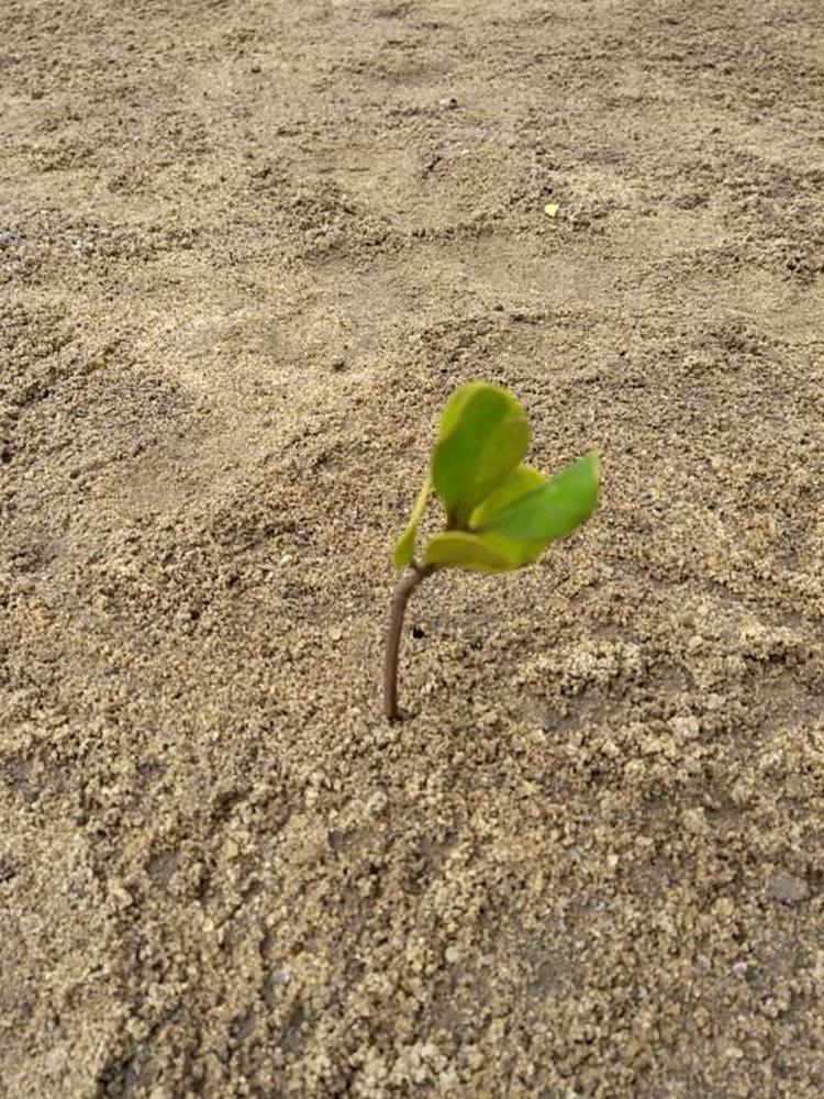 tree image