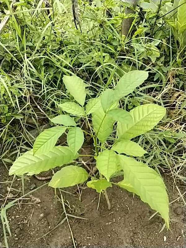 tree image