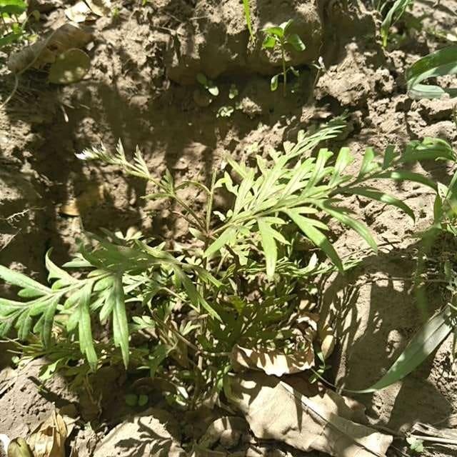 tree image