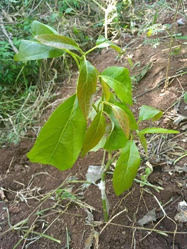 tree image