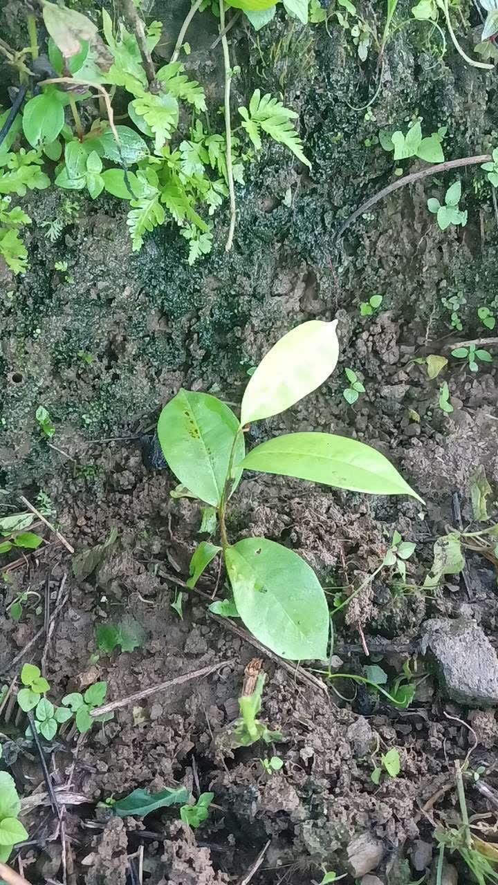 tree image