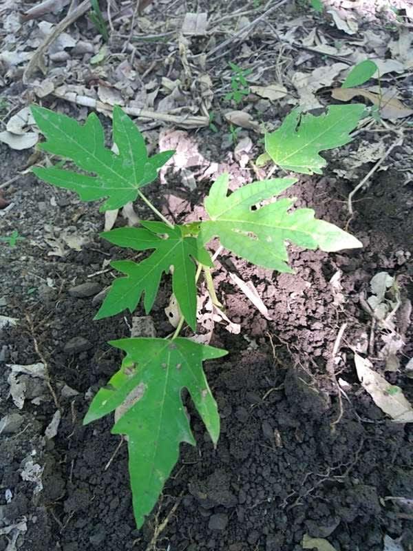 tree image