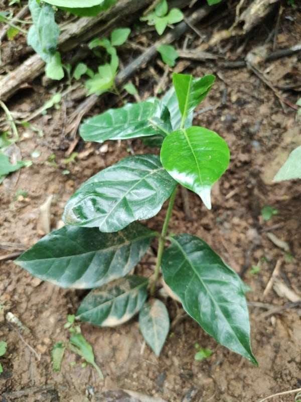 tree image
