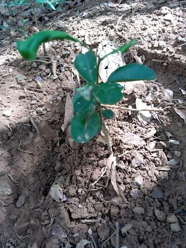 tree image