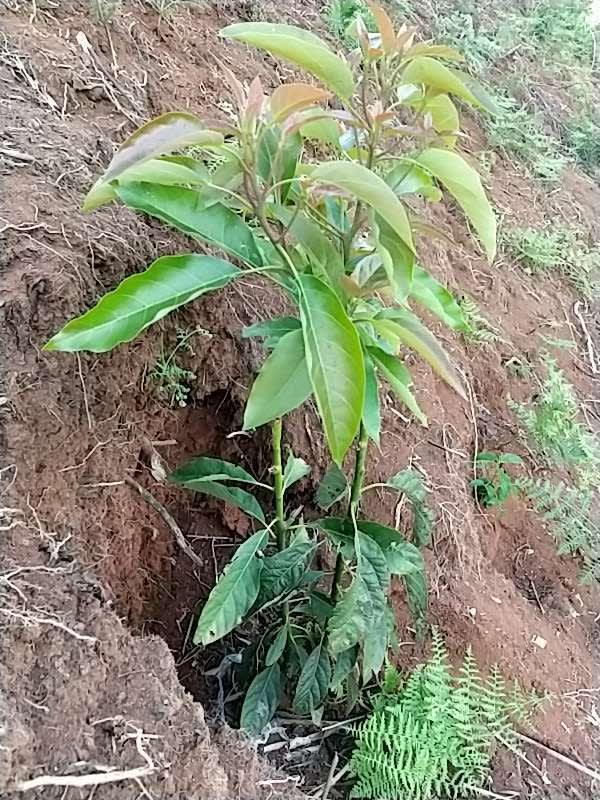 tree image