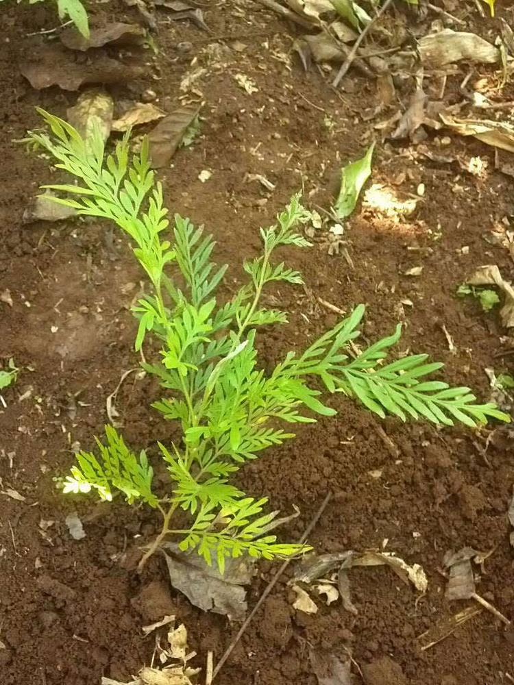 tree image