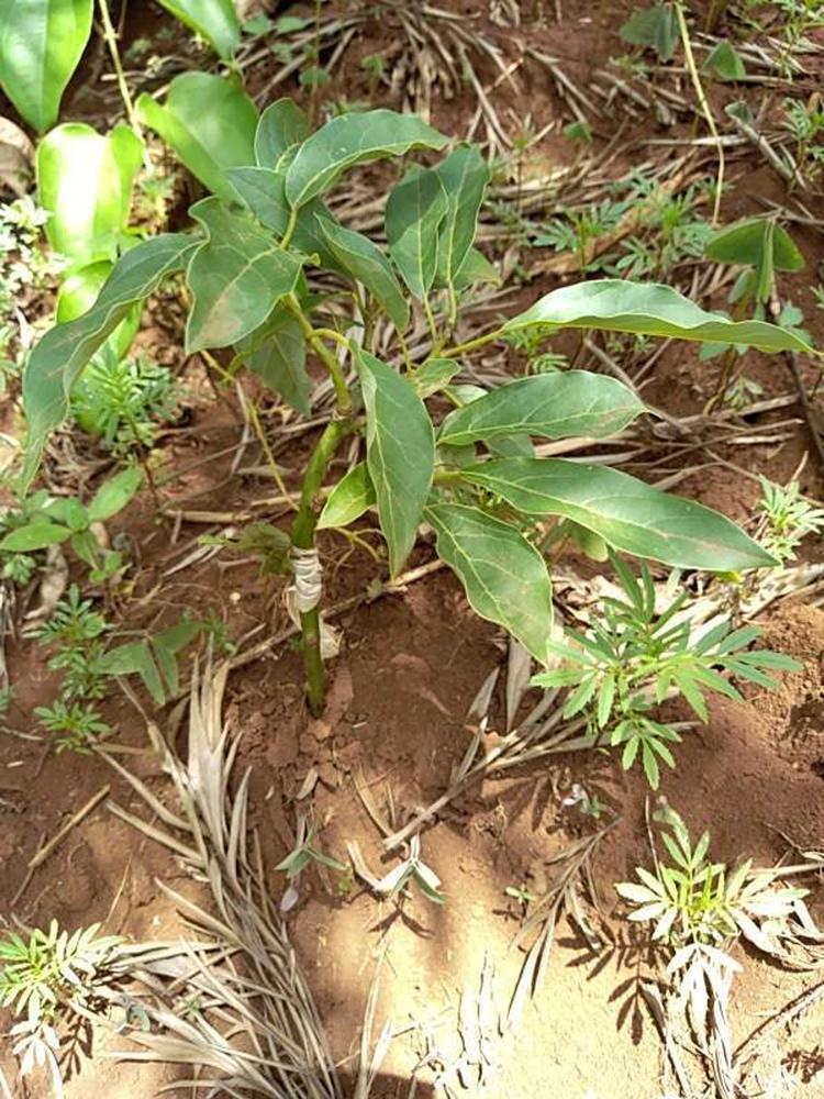 tree image