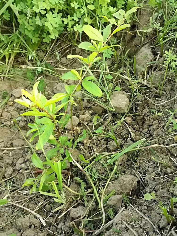 tree image