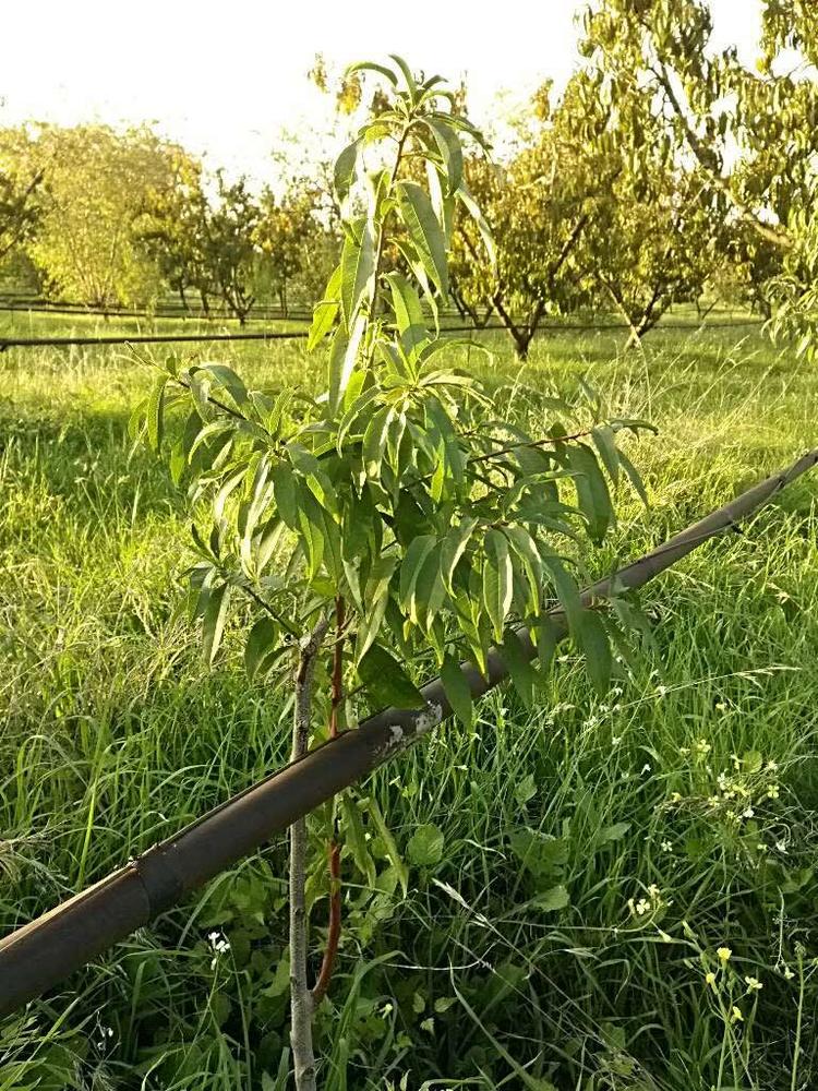 tree image