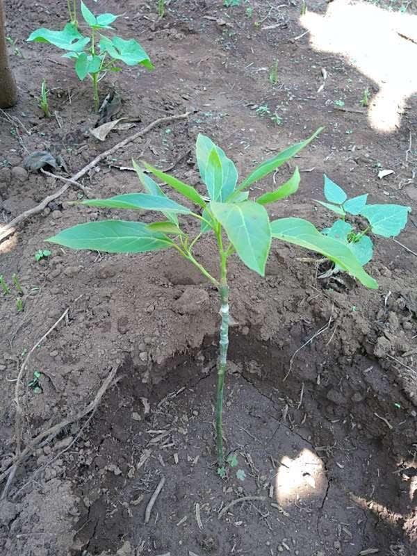 tree image