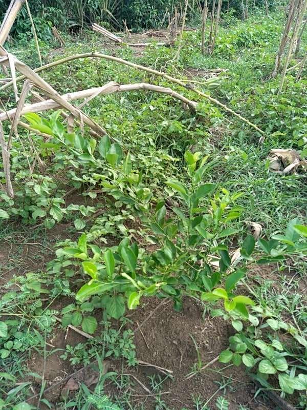 tree image