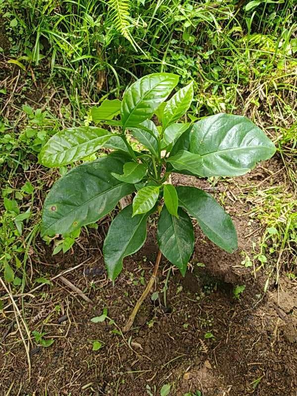 tree image