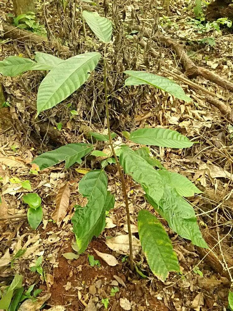 tree image