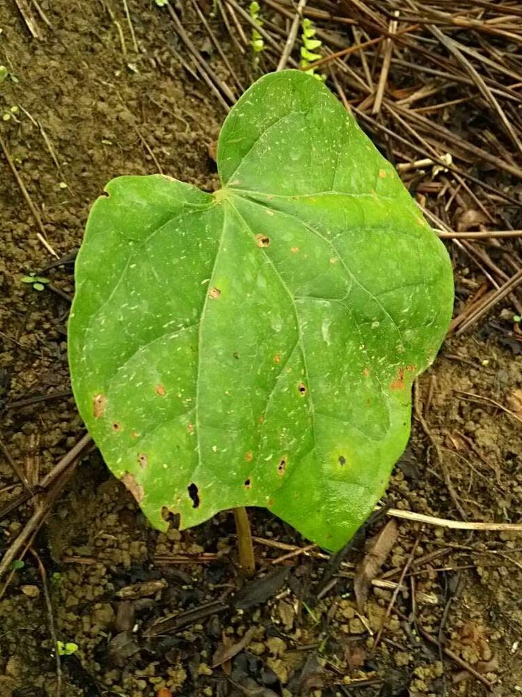 tree image