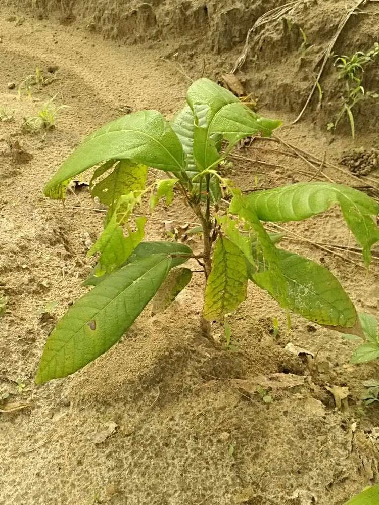 tree image