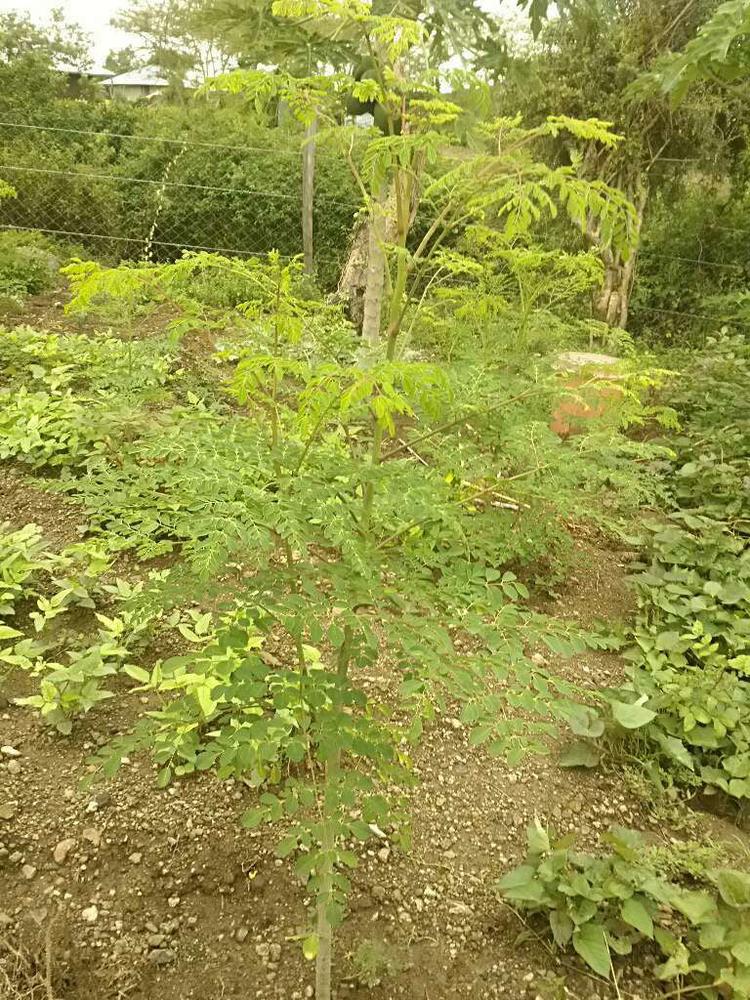 tree image