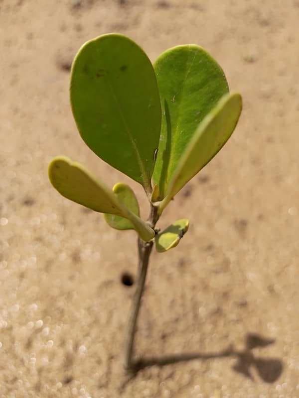 tree image