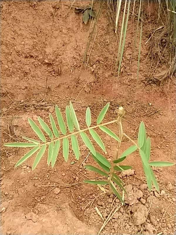 tree image
