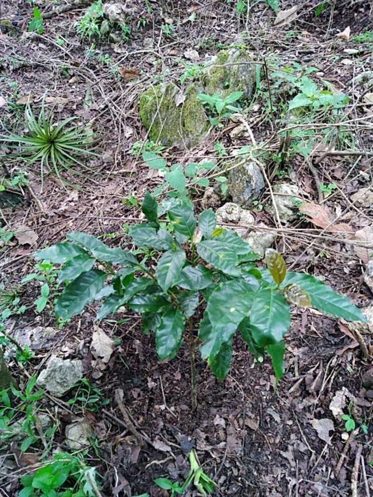 tree image
