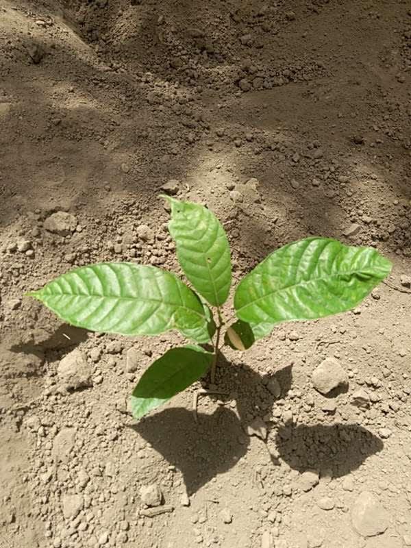 tree image