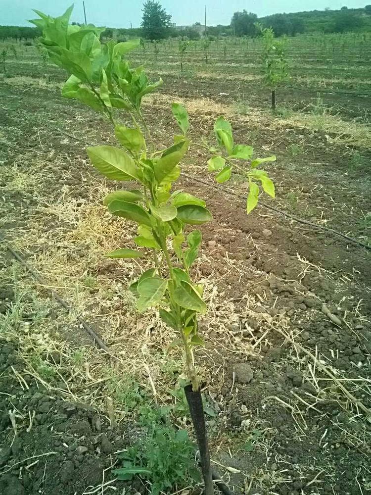 tree image