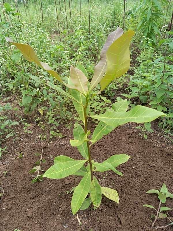 tree image