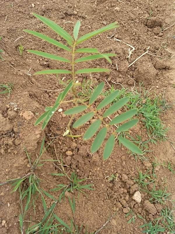 tree image