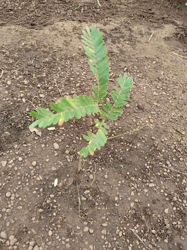 tree image