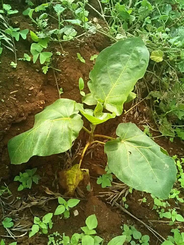 tree image